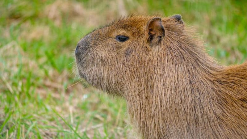 capybara капибара Трио капибар прибыло на зооферму Ноев Ковчег