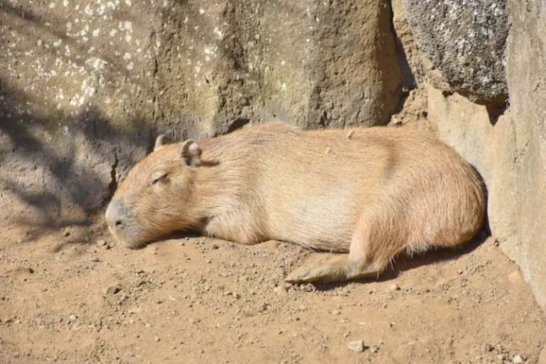 капибары Азия мемы эмодзи capybara Asia