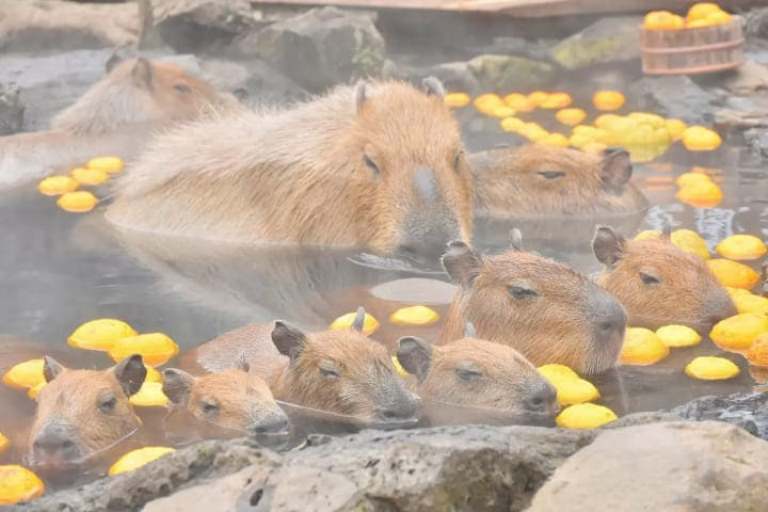 капибары Азия мемы эмодзи capybara Asia