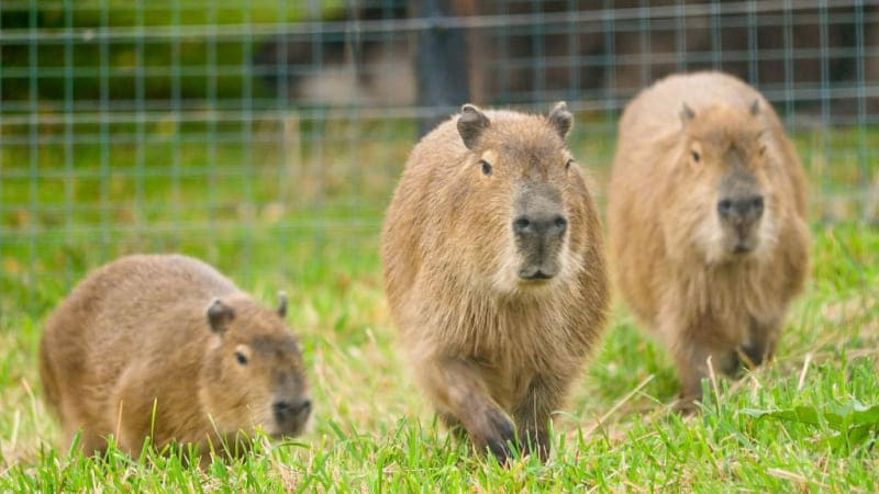 capybara капибара Трио капибар прибыло на зооферму Ноев Ковчег