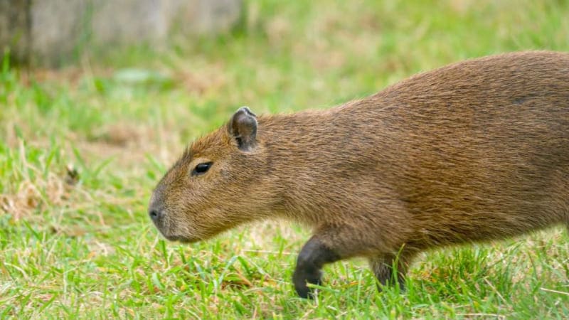 capybara капибара Трио капибар прибыло на зооферму Ноев Ковчег