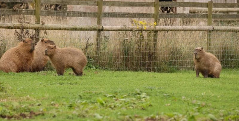 capybara капибары