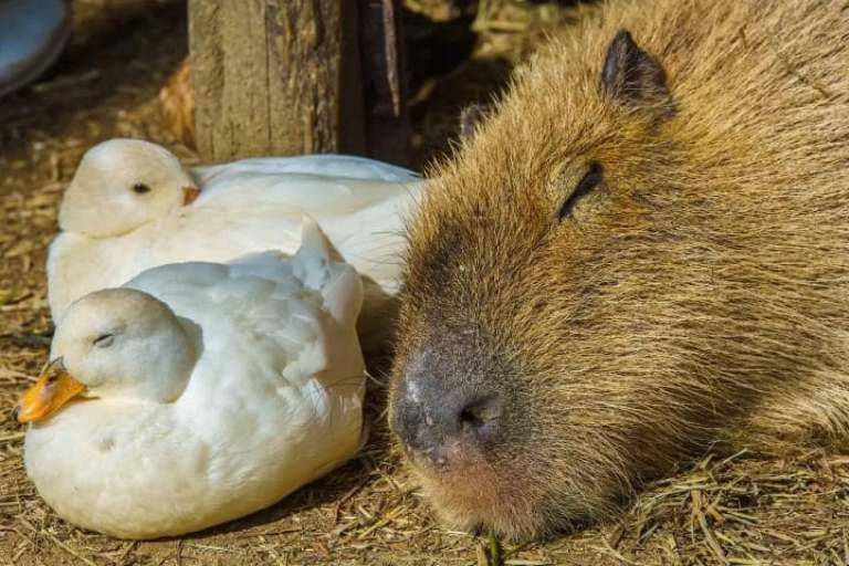 капибары Азия мемы эмодзи capybara Asia