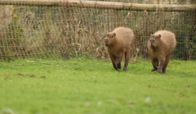 capybara капибары