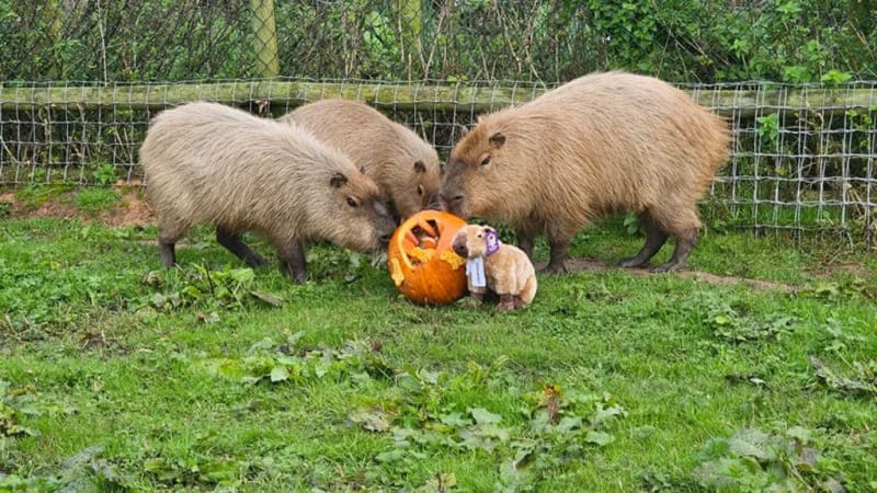 капибары капибара корица Cinnamon capybara