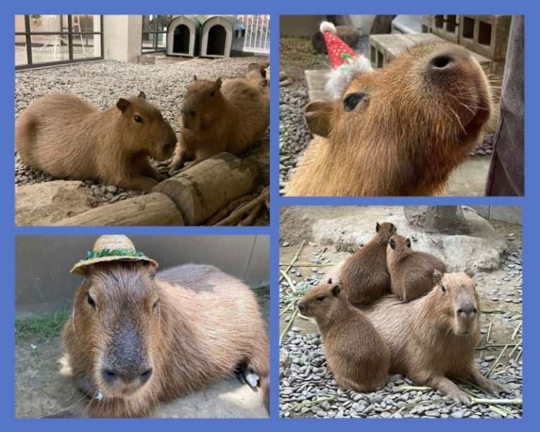 капибары Азия мемы эмодзи capybara Asia