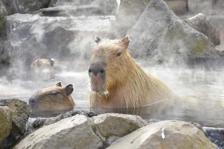 капибары Азия мемы эмодзи capybara Asia