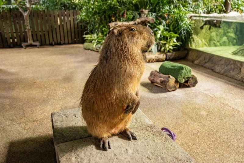 Капибара Моэ Сингапур Moe capybara River Wonders Singapore