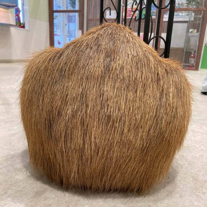 capybara капибары лето