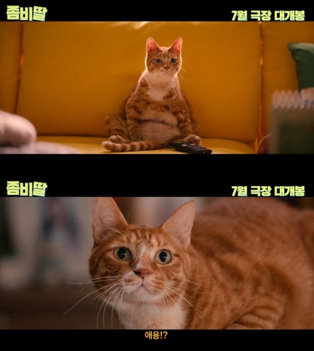 кот Моя дочь зомби My Daughter is a Zombie cat 좀비딸 애용이 금동이