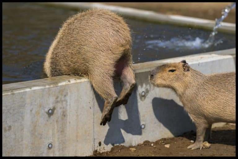 capybara капибары лето