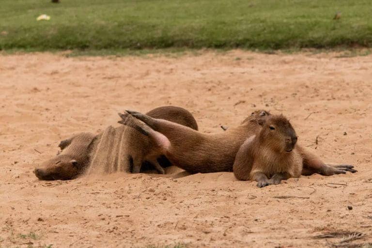 capybara капибары лето