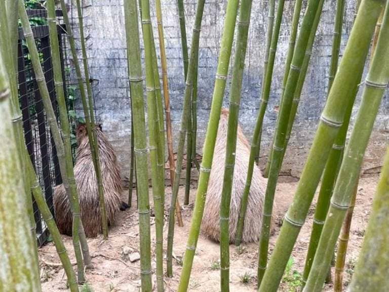 капибары в бегах дерзкий побег из китайского зоопарка capybara