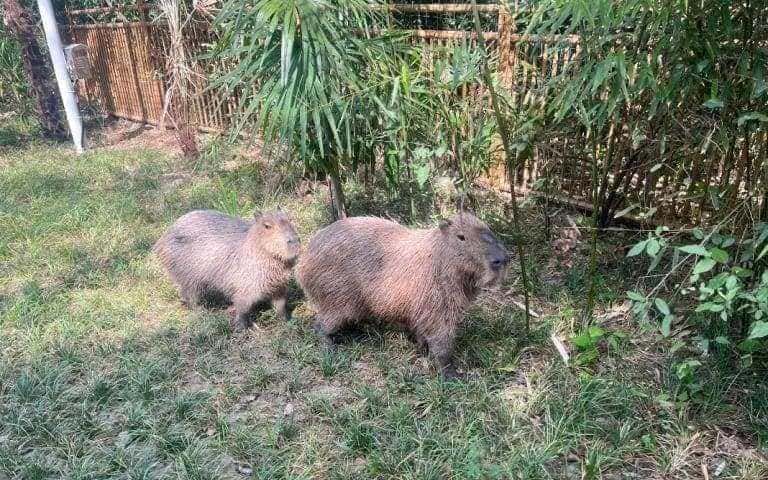 капибары в бегах дерзкий побег из китайского зоопарка capybara