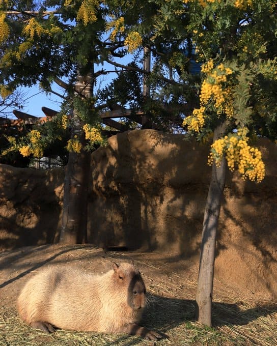 capybara капибары лето